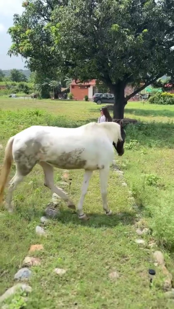 Our white horse on the lawns at The Udaisarovar